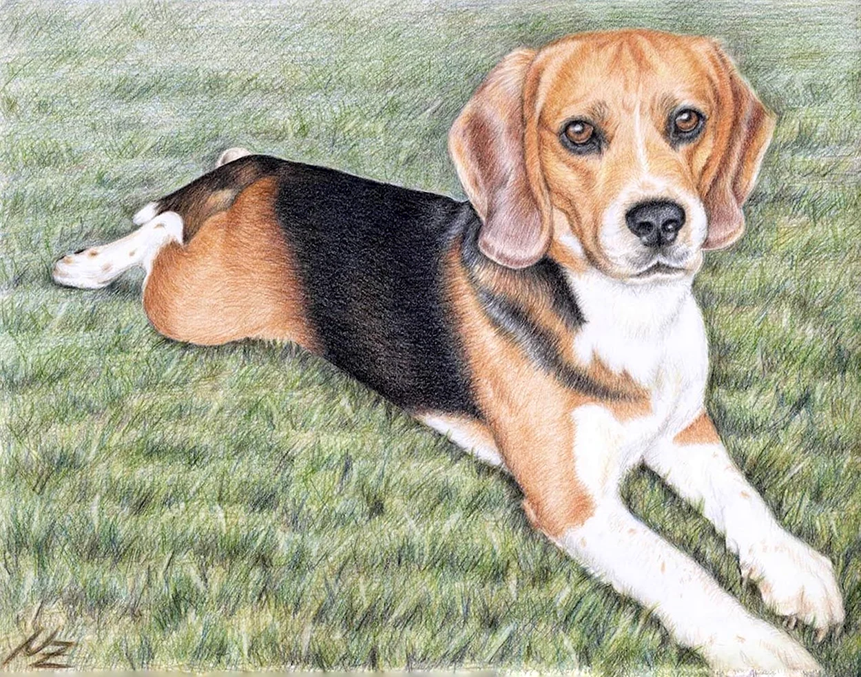 Бигль собака рисунок. Красивое животное