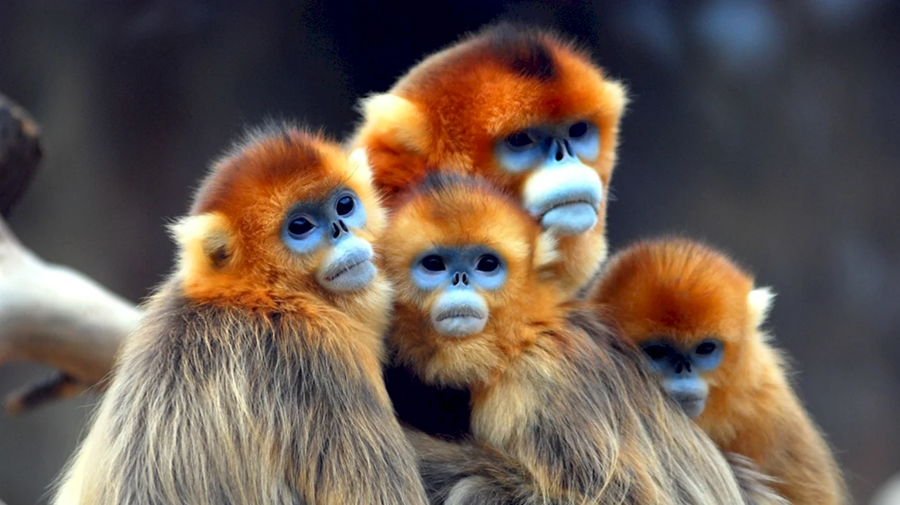 Бирманская курносая обезьяна. Красивая картинка