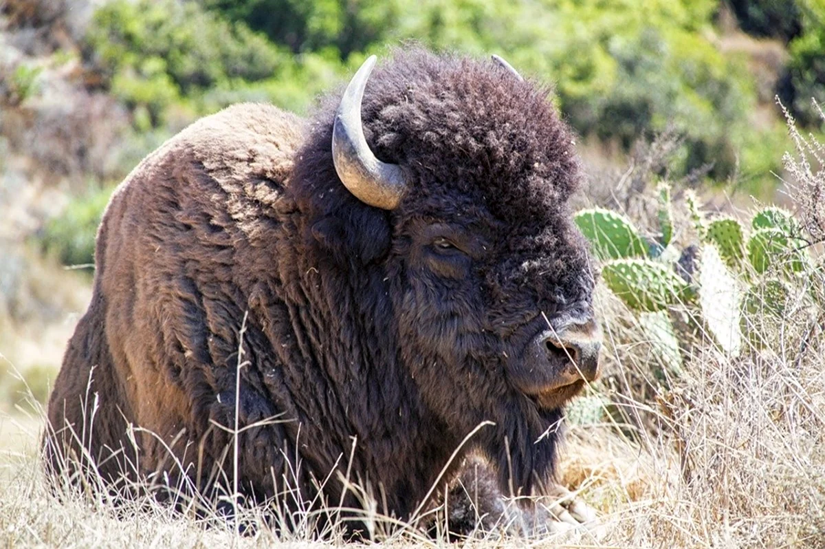 Бизон Bison Bison. Картинка