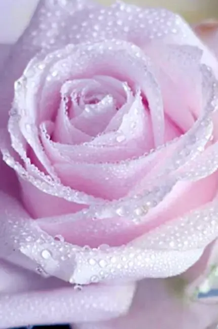Бледно розовые розы. Красивая картинка