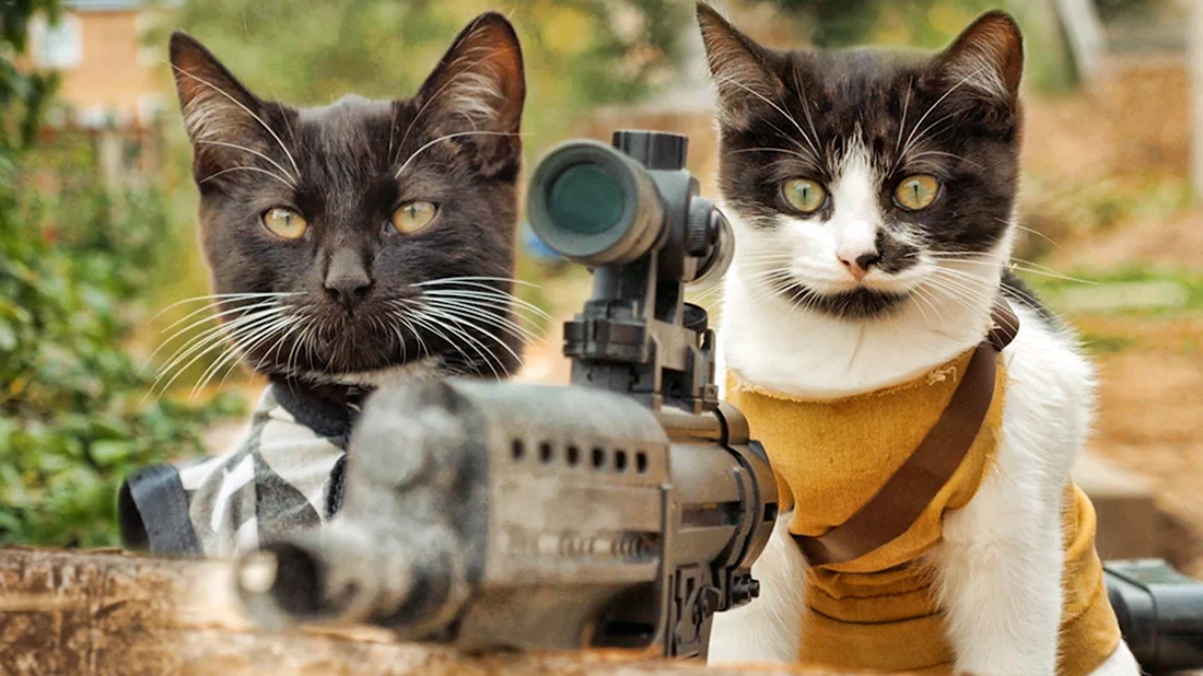 Боевые коты. Красивые картинки животных