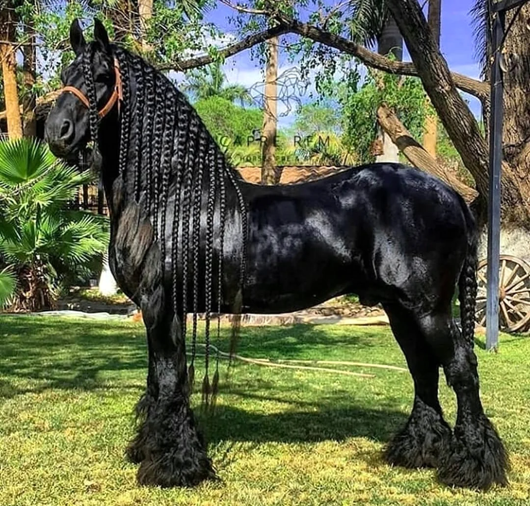 Богатырский конь порода. Красивое животное