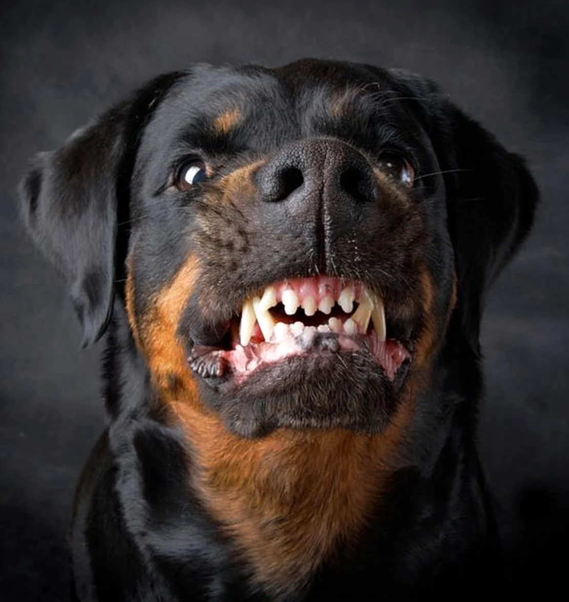 Бойцовские собаки ротвейлер. Красивое животное