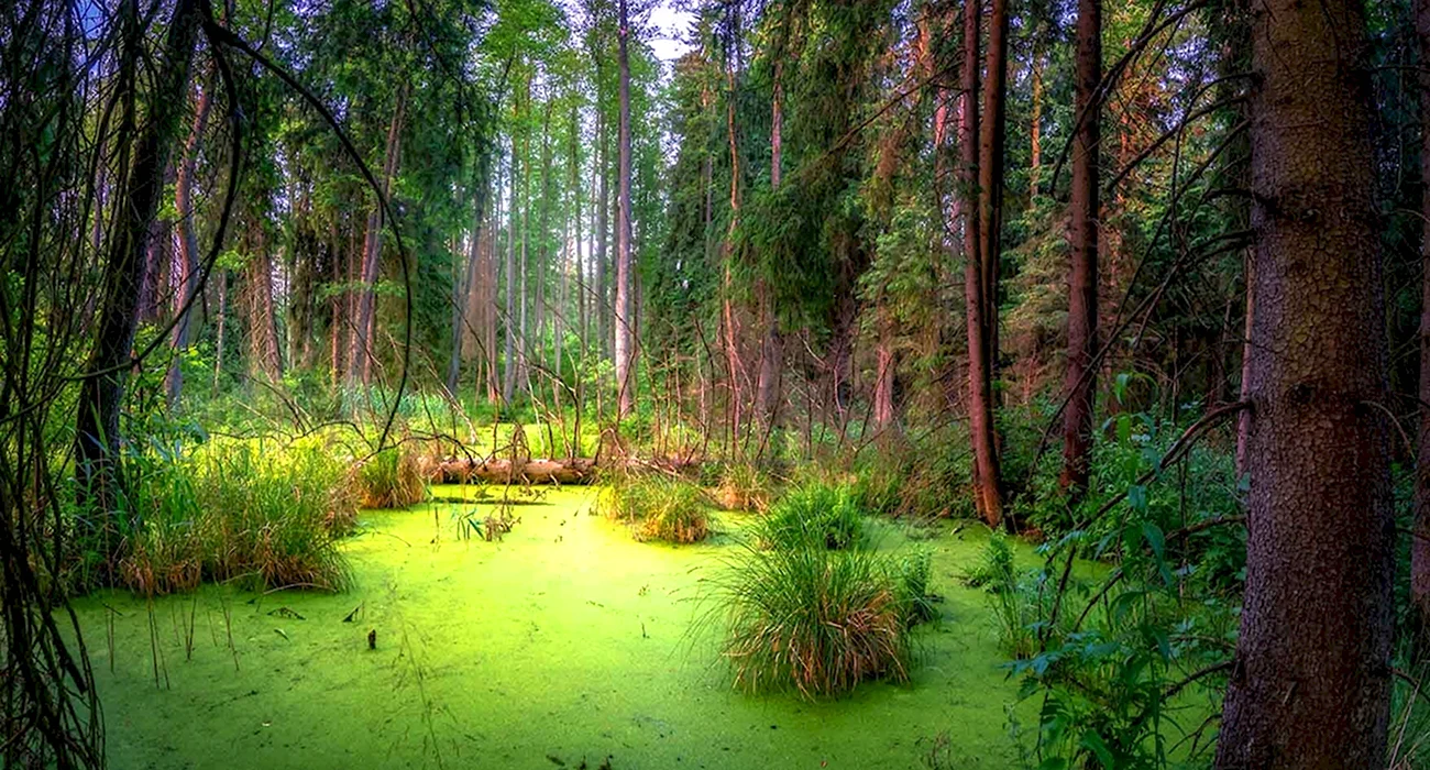 Болотистые леса Румыния. Картинка