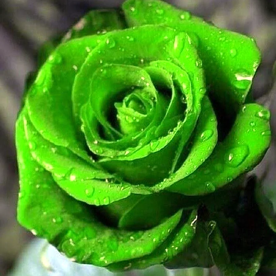 Болотная роза зеленая. Красивая картинка