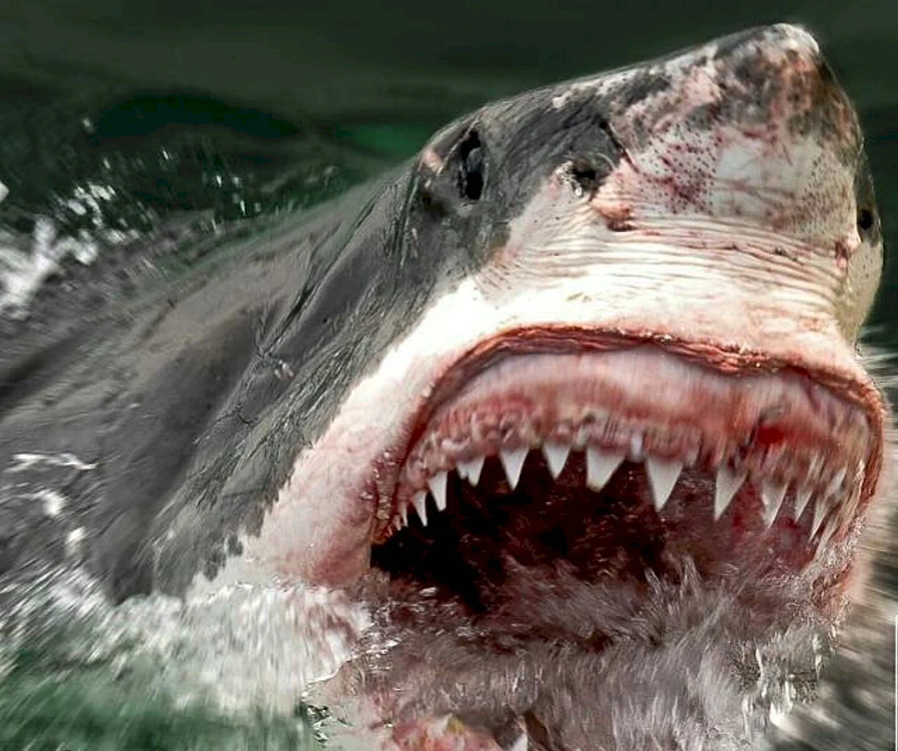 Большая белая акула great White Shark. Картинка