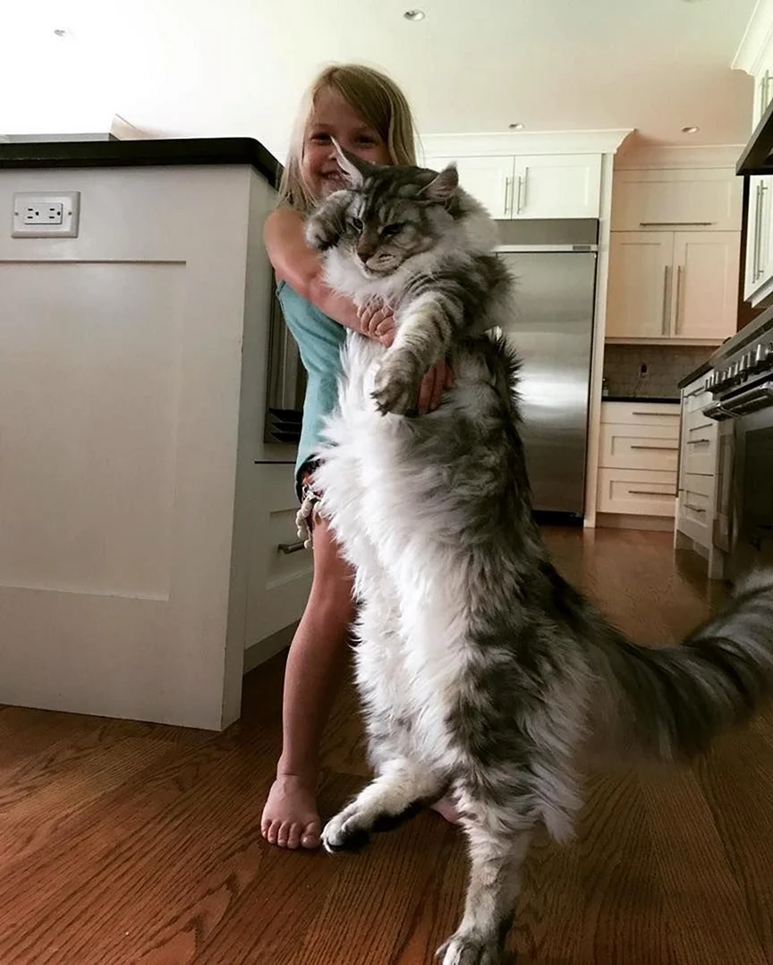 Большая кошка Мейн кун. Красивое животное