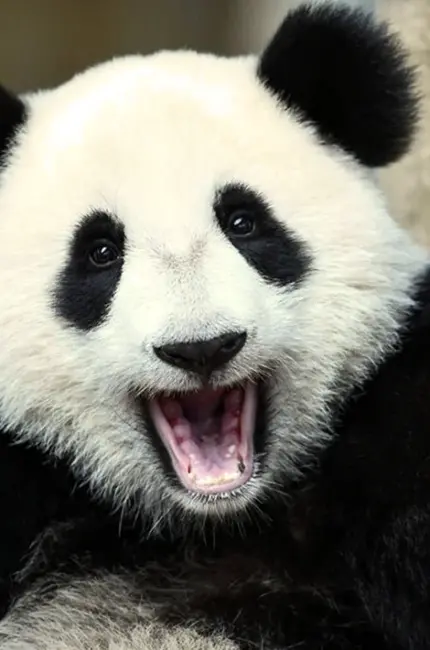 Большая Панда. Красивая картинка