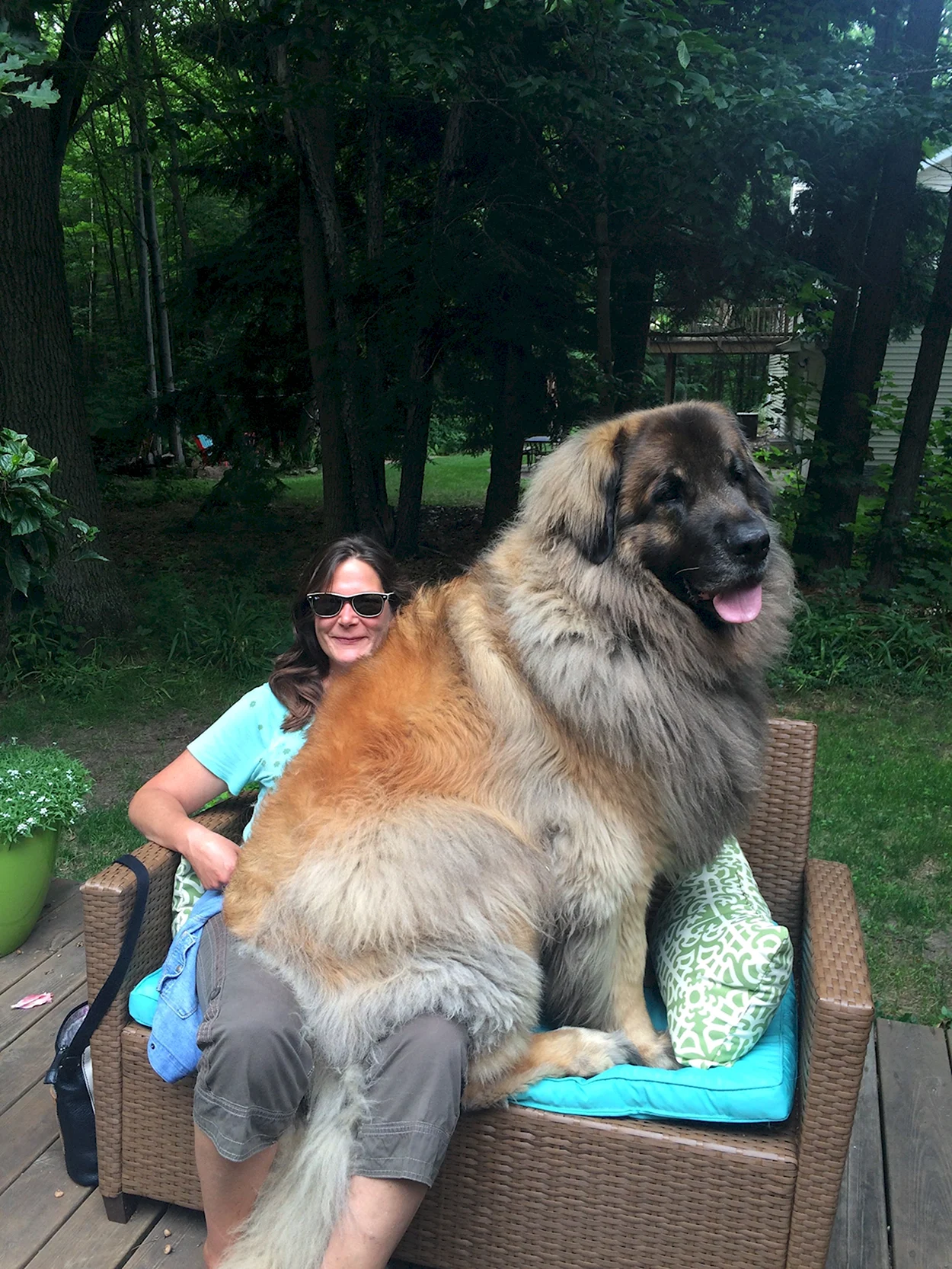 Большая собака Леонбергер. Красивое животное