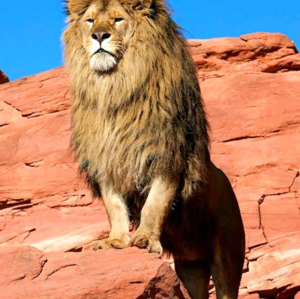 Большие львы в джунглях. Красивое животное