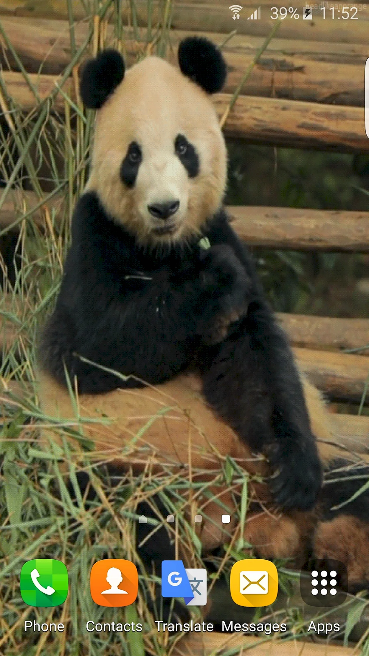 Большие панды. Красивое животное