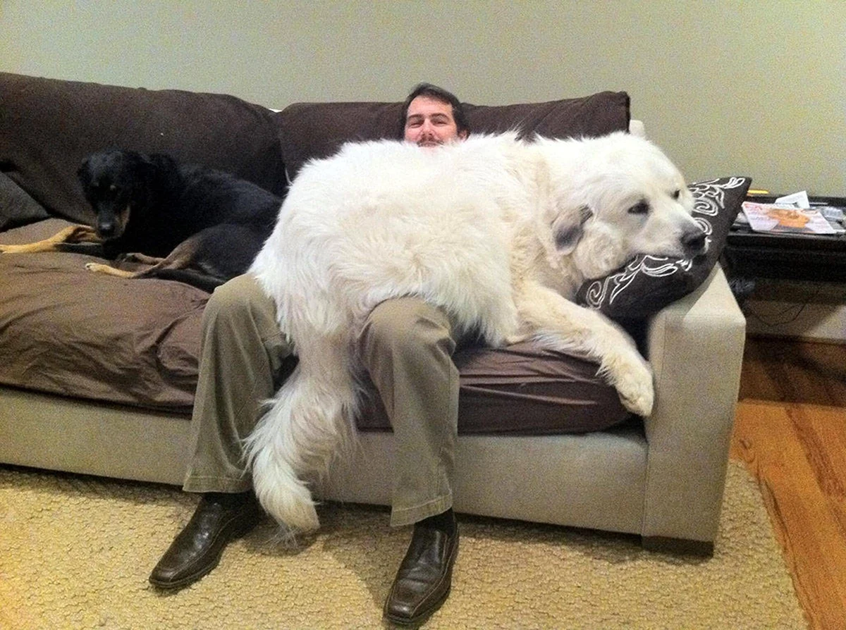 Большие собаки лежат. Картинка