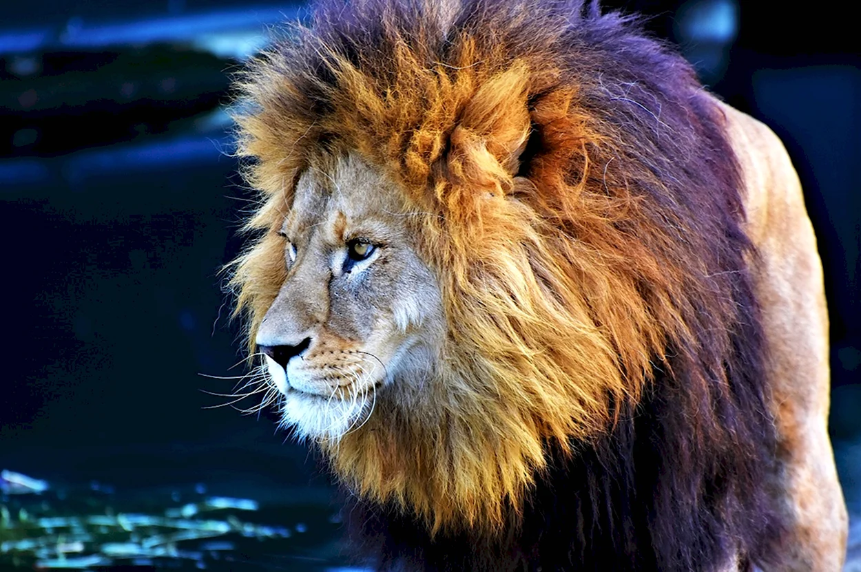 Большой Лев. Красивое животное