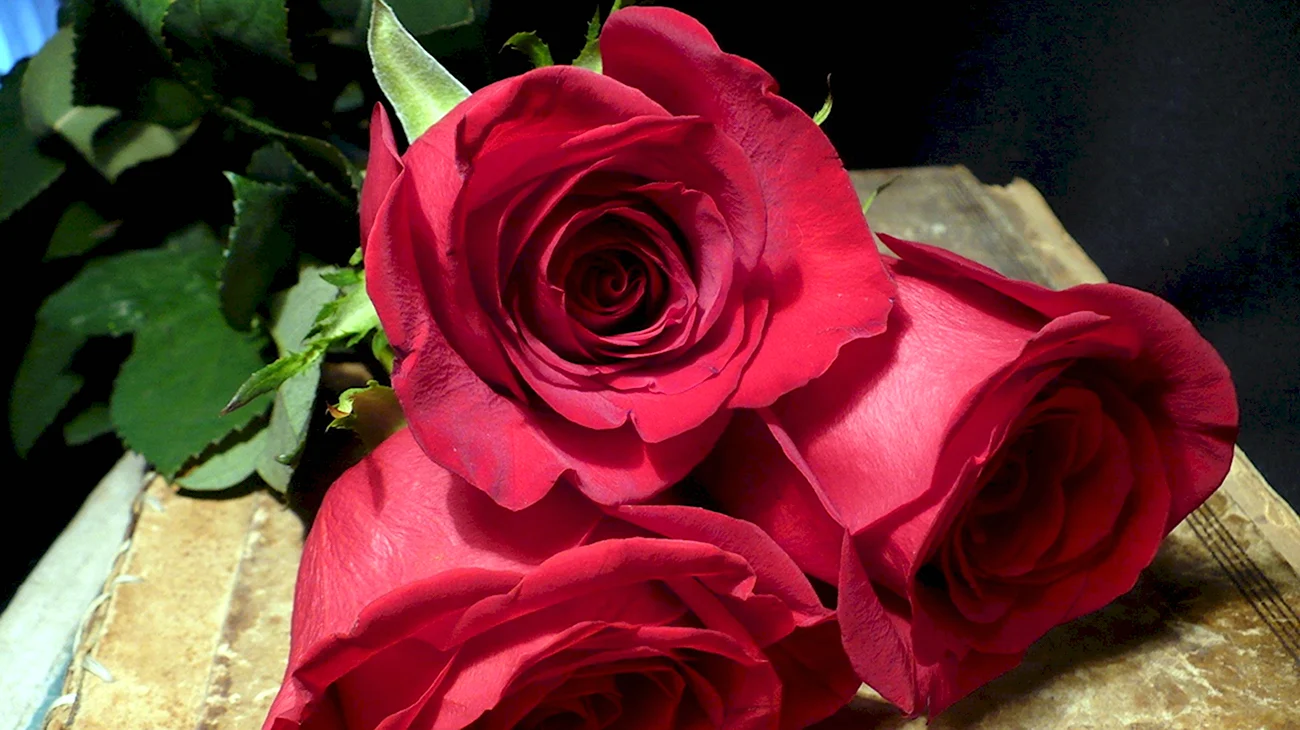 Бордовые розы фото. Красивая картинка