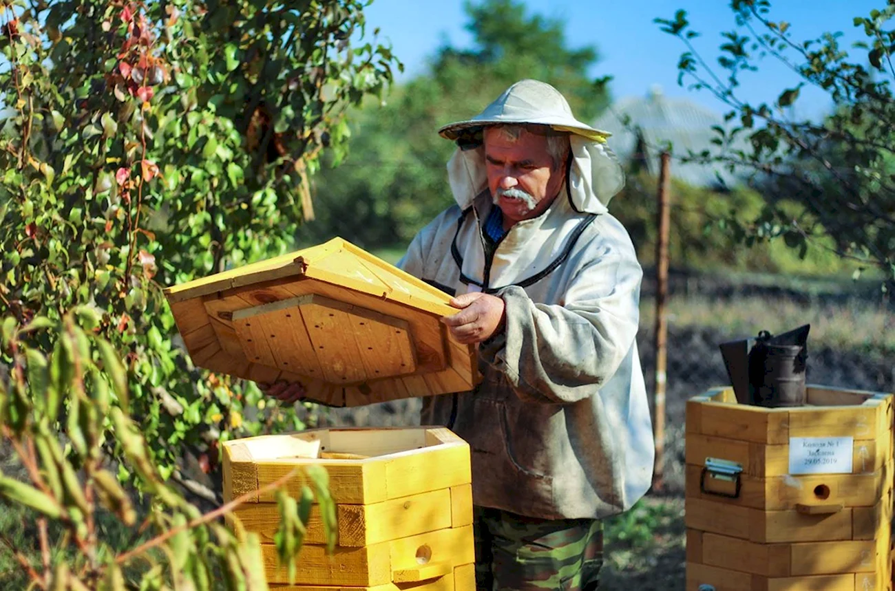 Бортевое Пчеловодство Белгородская область. Поздравление