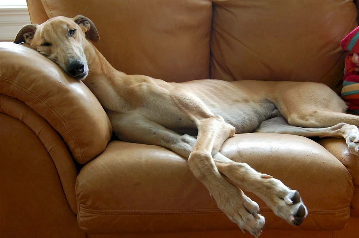 Борзые собаки на диване. Красивое животное