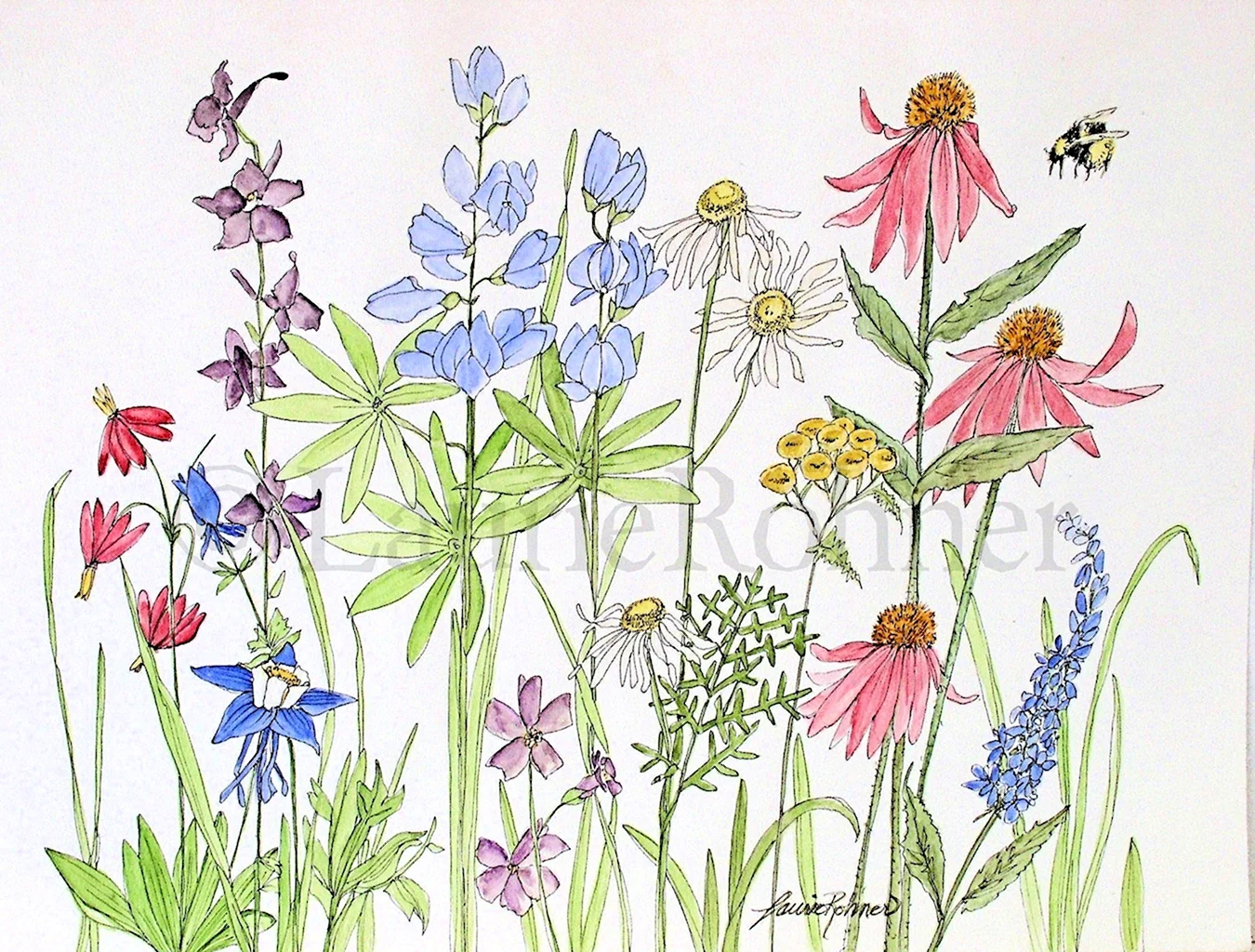 Ботанические цветочные иллюстрации Wildflowers. Для срисовки