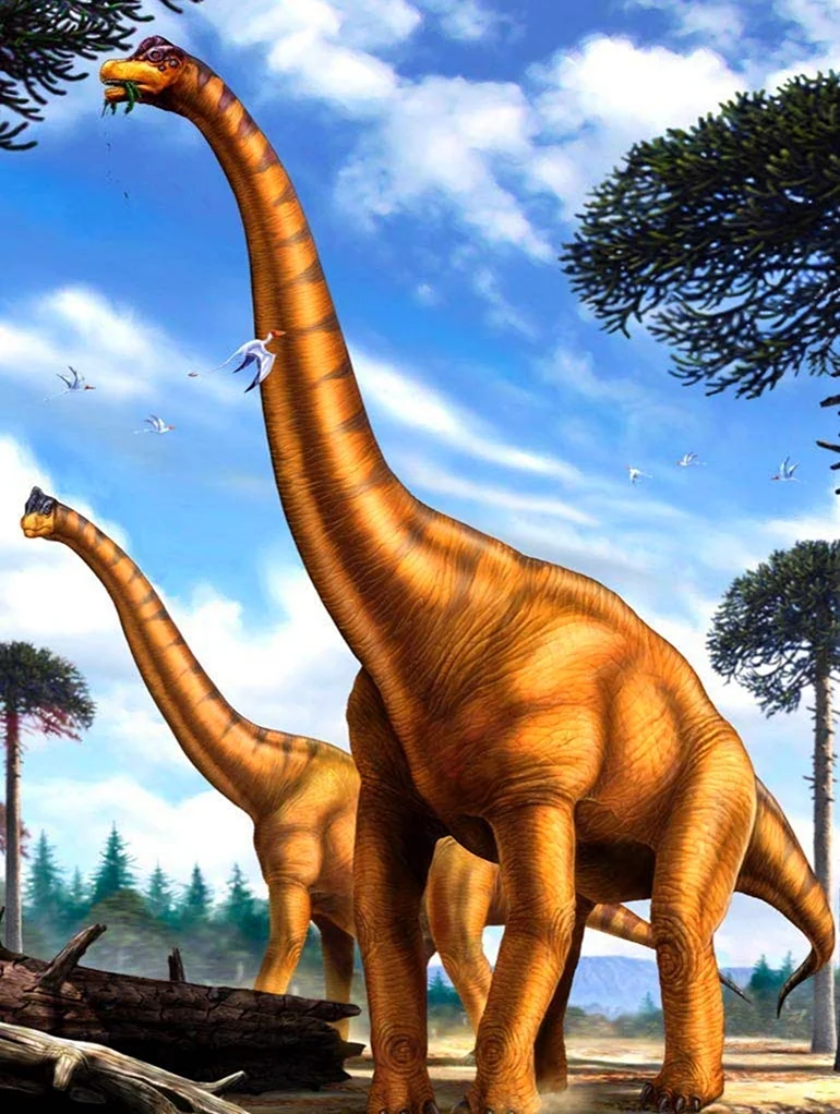 Брахиозавр Брахиозавр. Картинка