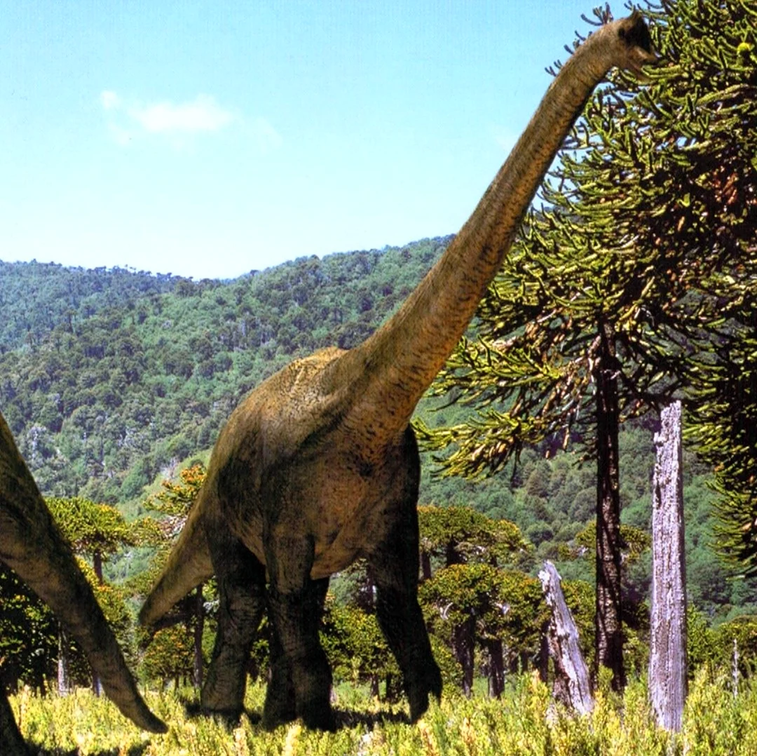 Брахиозавр динозавр. Картинка
