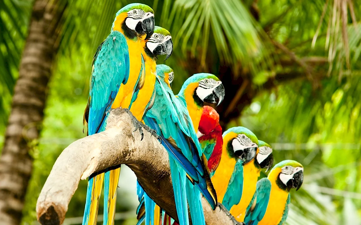 Бразильские попугаи ара. Красивое животное