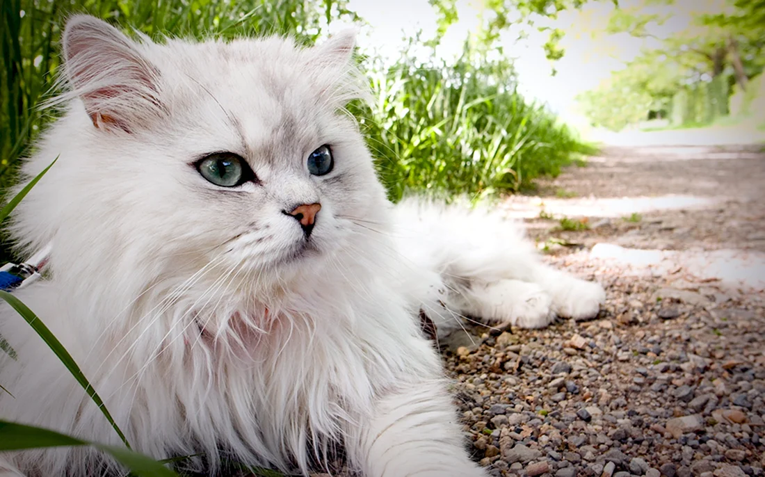 Британская длинношёрстная кошка белая. Красивые картинки животных