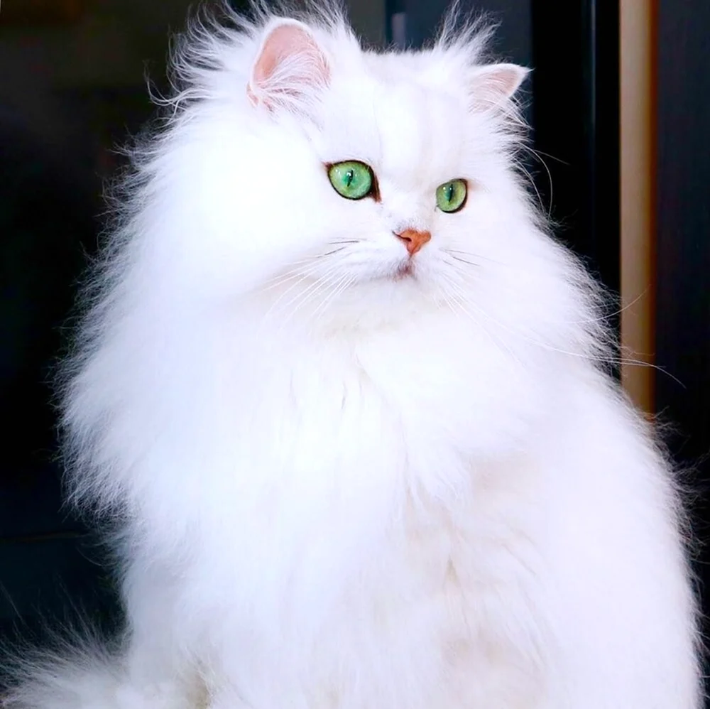 Британская длинношёрстная кошка белая. Красивое животное