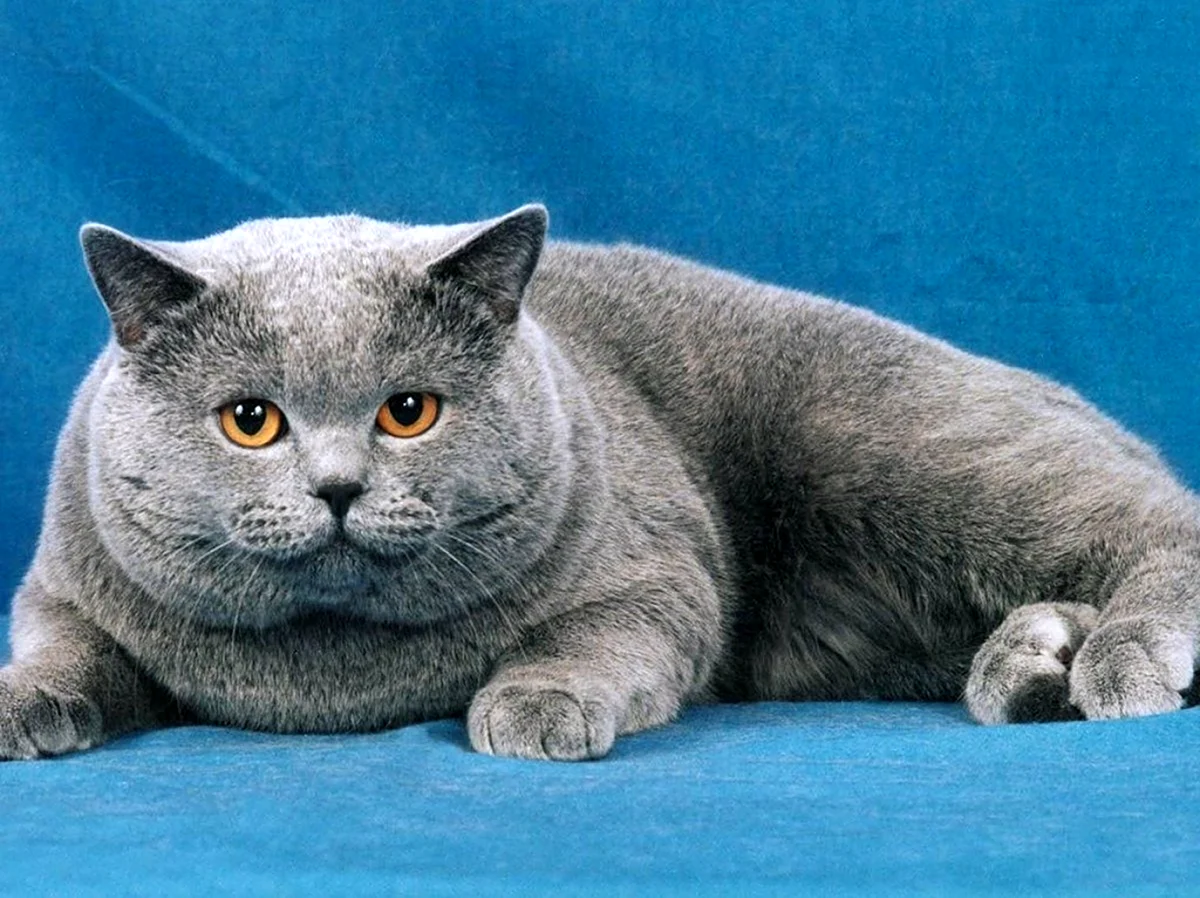 Британская короткошёрстная кошка. Красивое животное