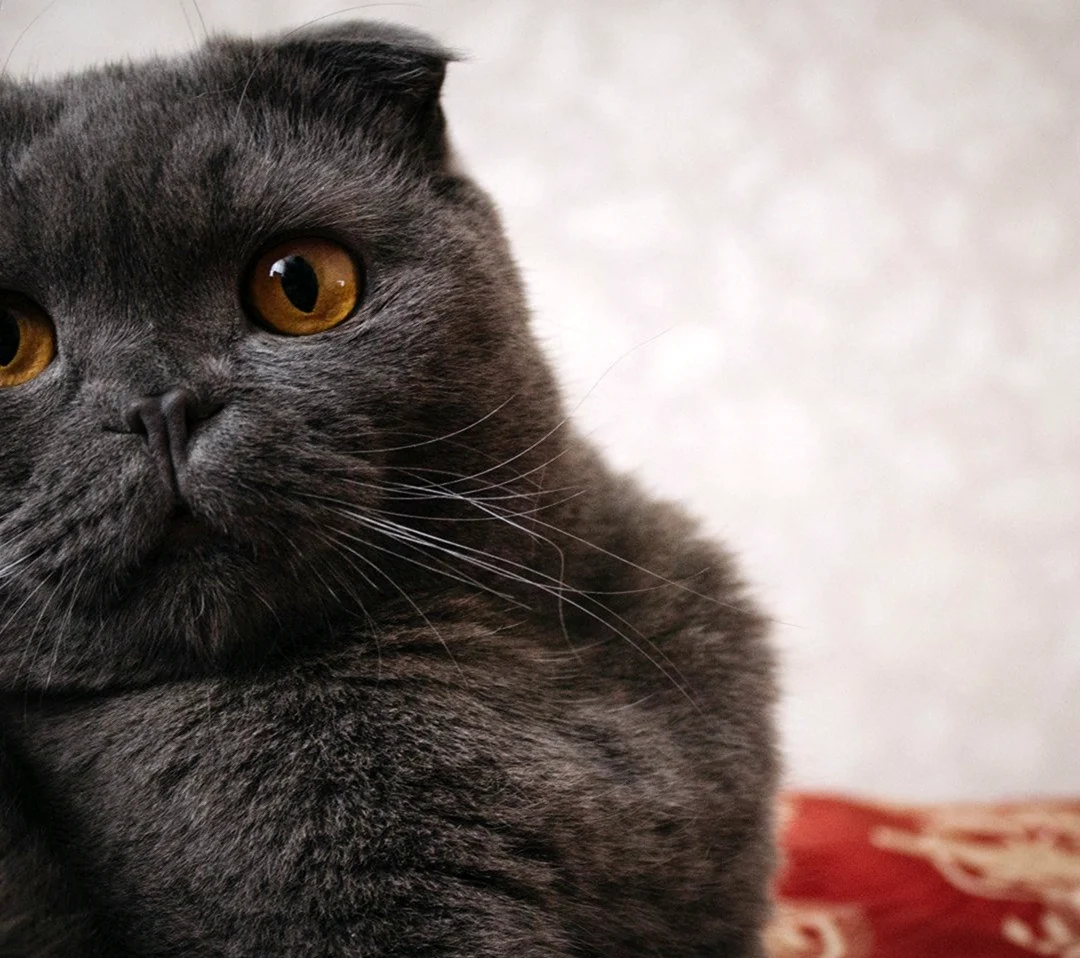 Британская вислоухая кошка черная. Красивое животное