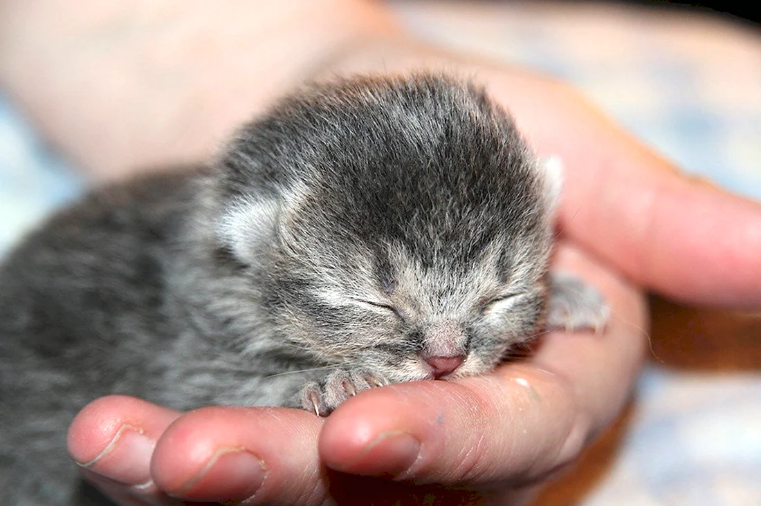 Британские котята вислоухие Новорожденные. Красивые картинки животных