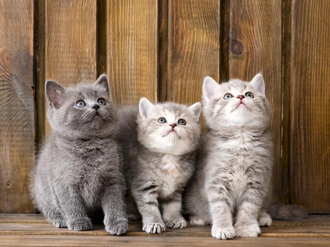 Британский короткошерстный кот. Красивые картинки животных