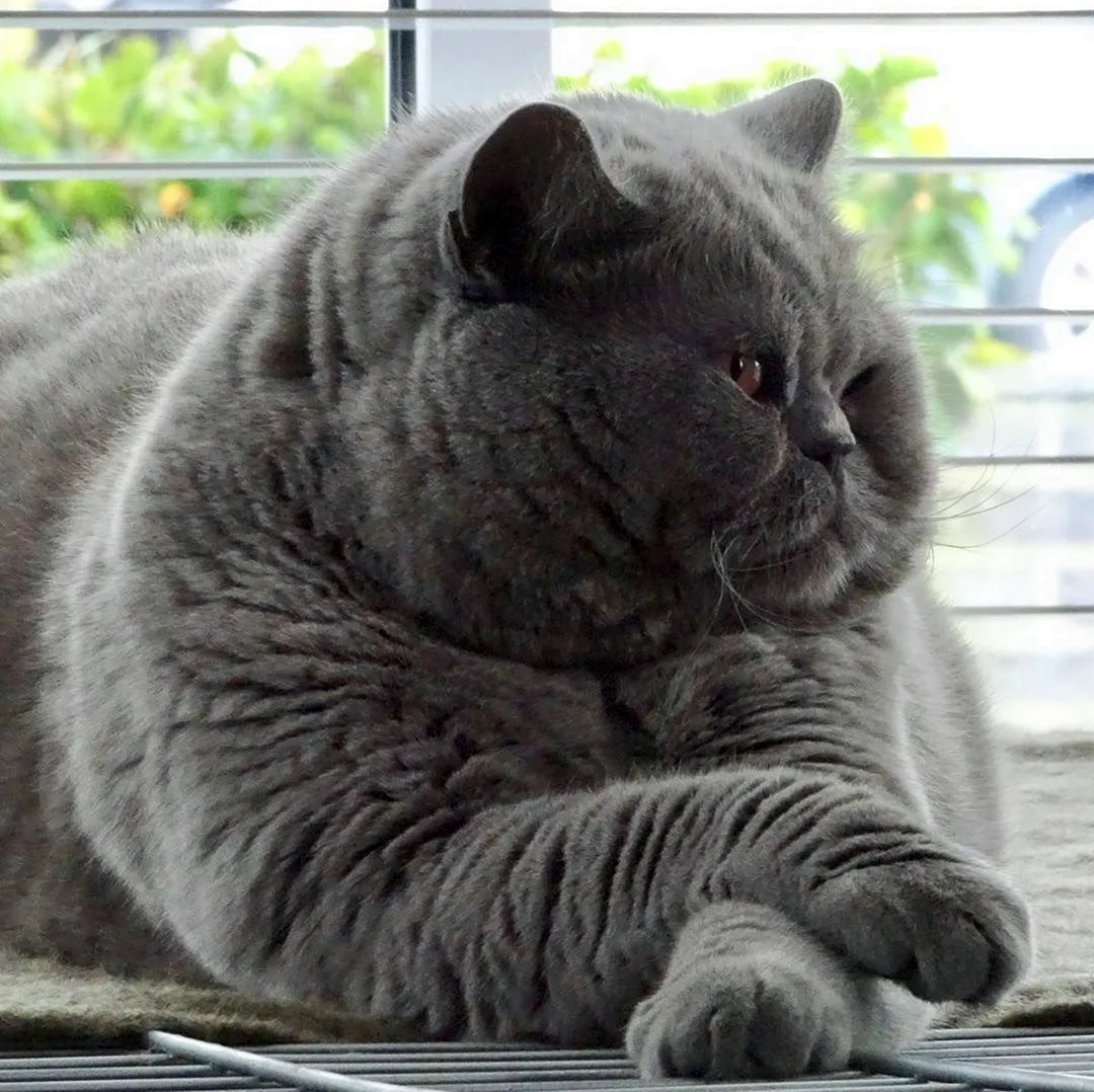 Британский короткошерстный кот толстый. Красивое животное