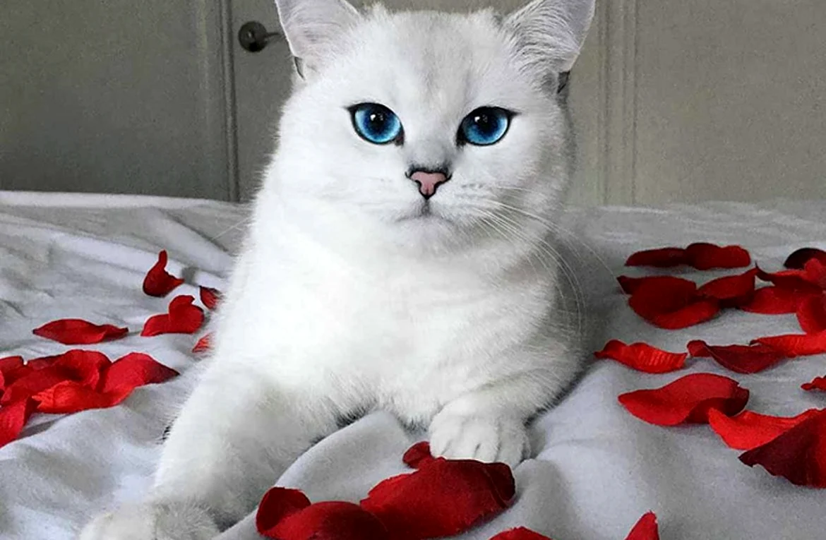Британский кот Коби. Красивое животное
