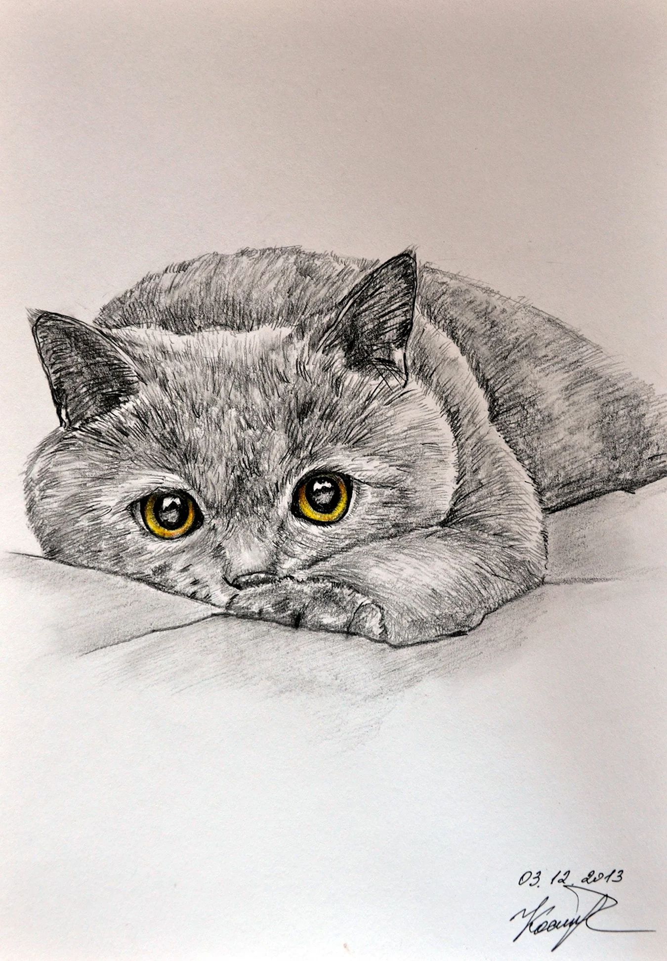 Британский кот рисунок карандашом. Для срисовки
