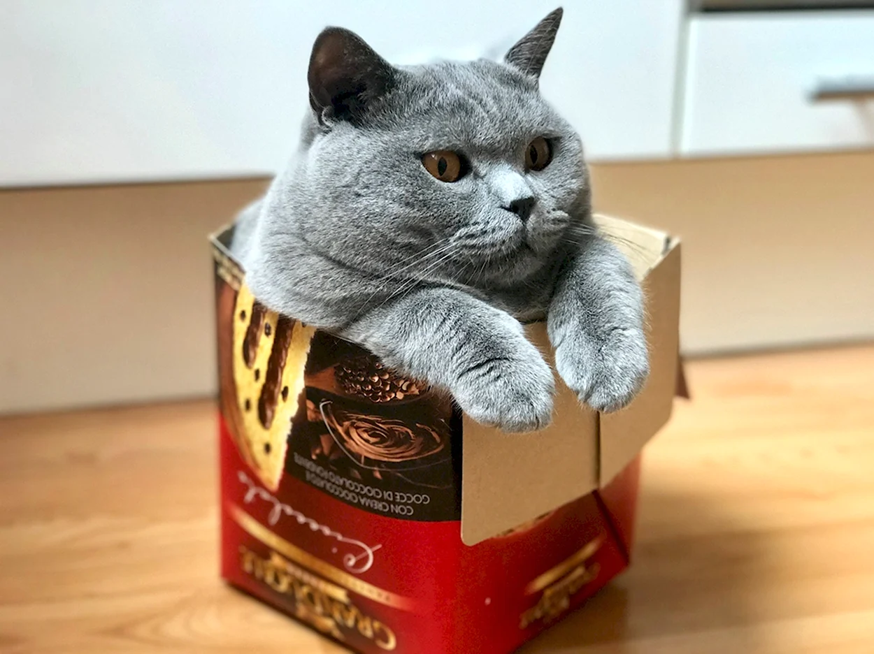 Британский кот в коробке. Красивое животное