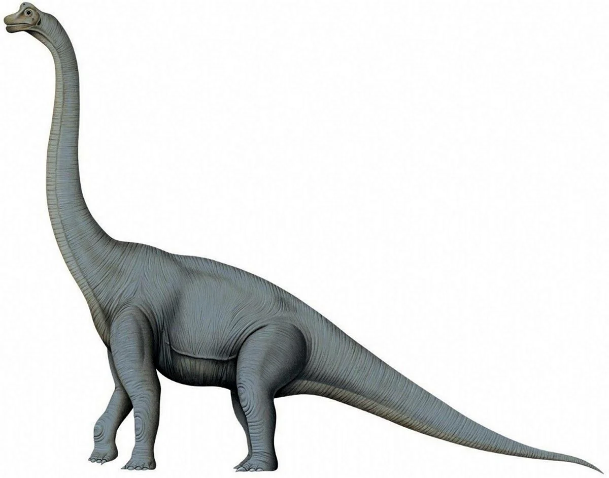 Бронтозавр Брахиозавр. Картинка