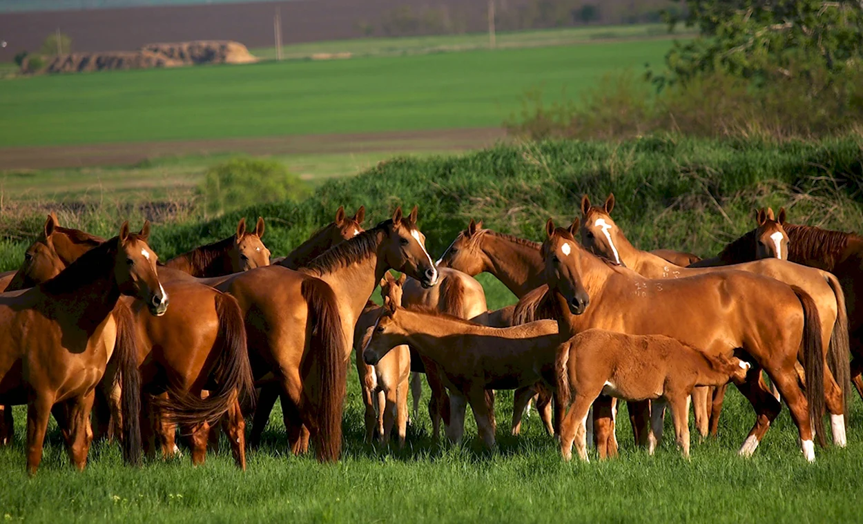 Буденновская порода лошадей табун 201610000. Красивое животное