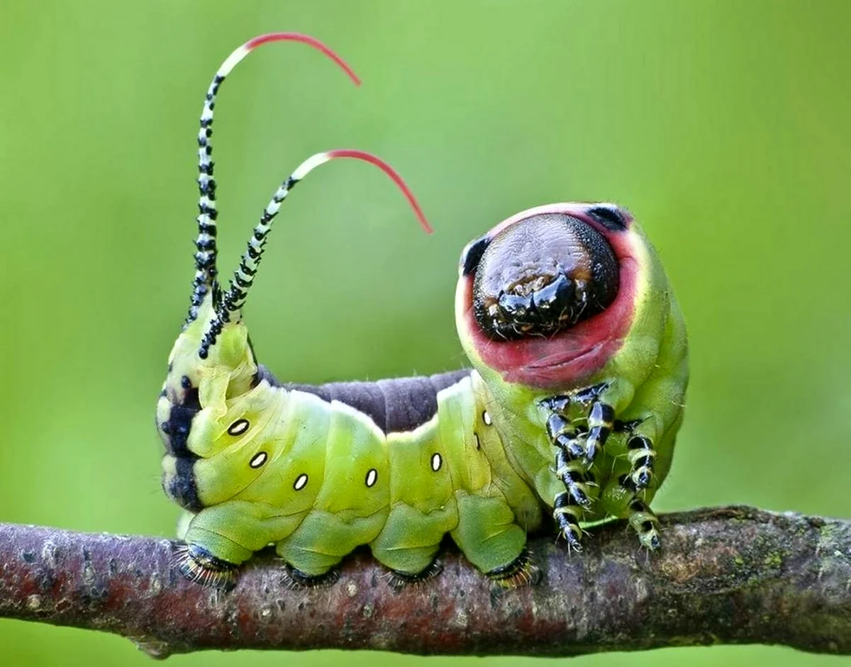 Букашки мечта гусеницы. Красивая картинка