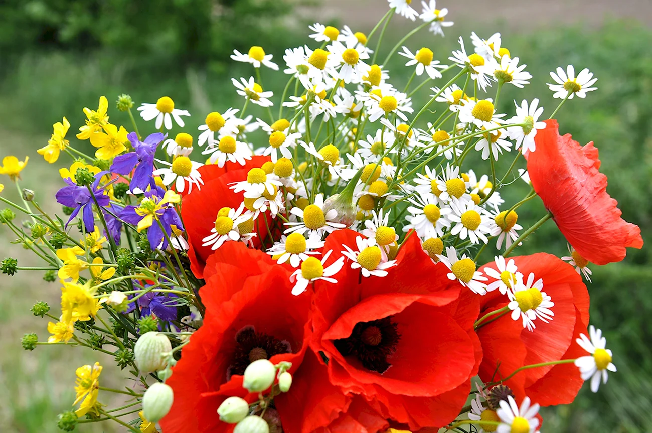 Букет цветов «летний». Красивая картинка