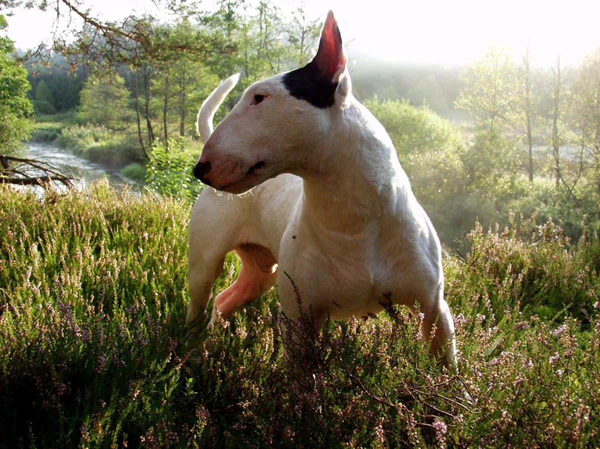 Бультерьер альбинос. Красивое животное