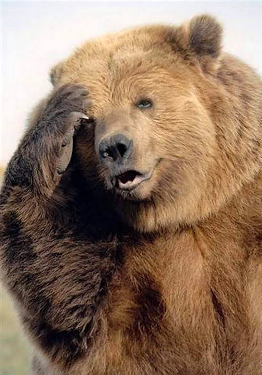 Бурый медведь Кадьяк. Красивое животное