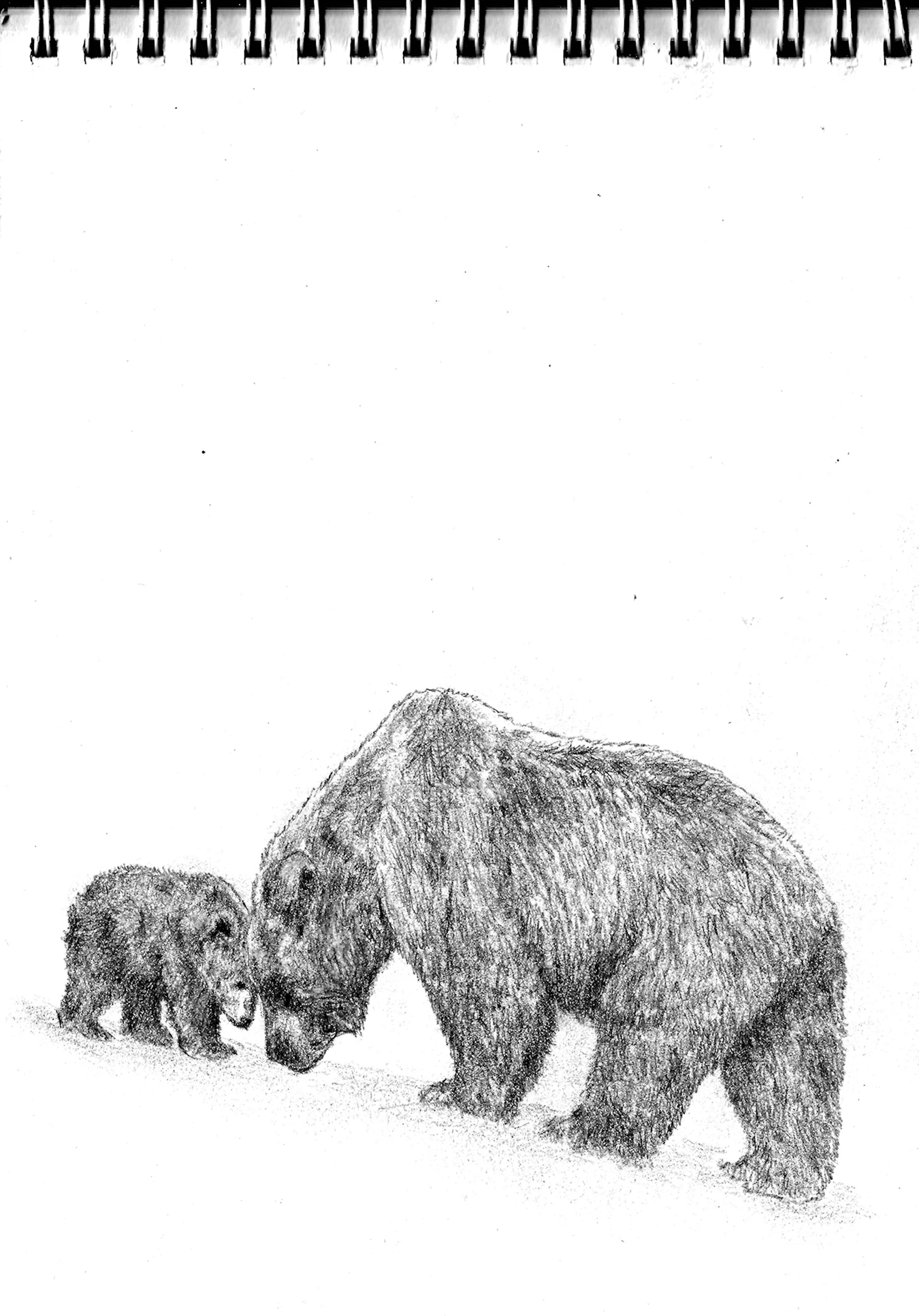 Бурый медведь карандашом. Для срисовки