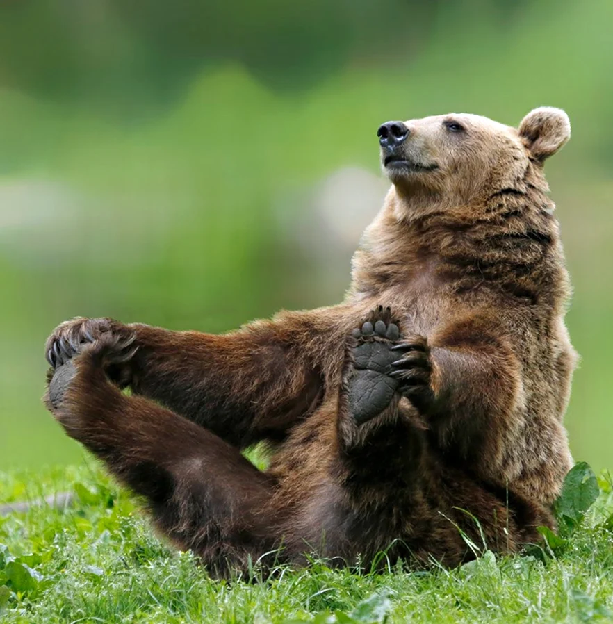 Бурый медведь косолапый. Красивое животное