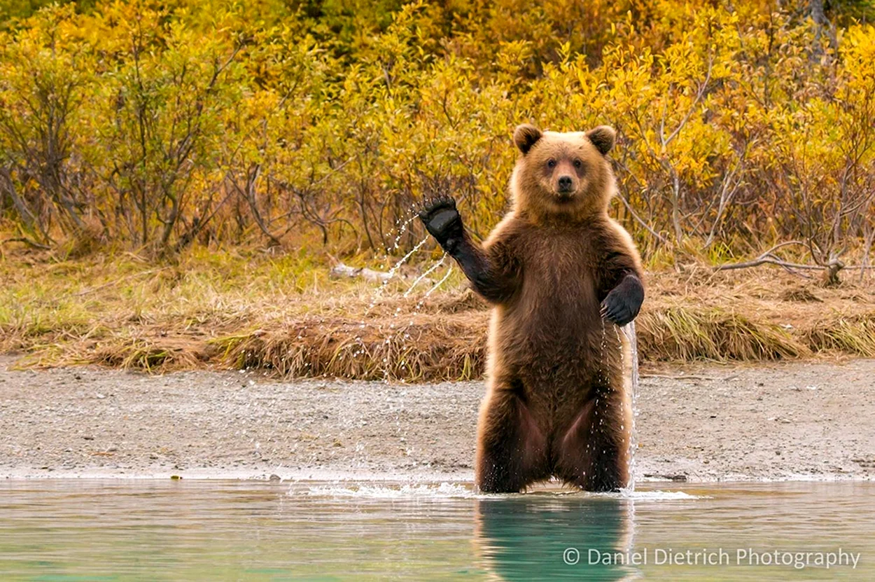 Бурый медведь машет лапой. Красивое животное