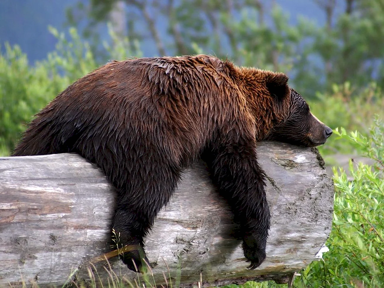 Бурый медведь Михайло Потапыч. Картинка