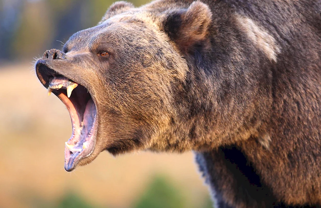 Бурый медведь нападение Гризли. Красивое животное
