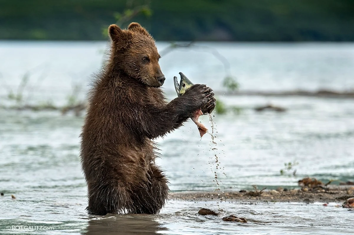 Бурый медведь рыболов. Красивое животное
