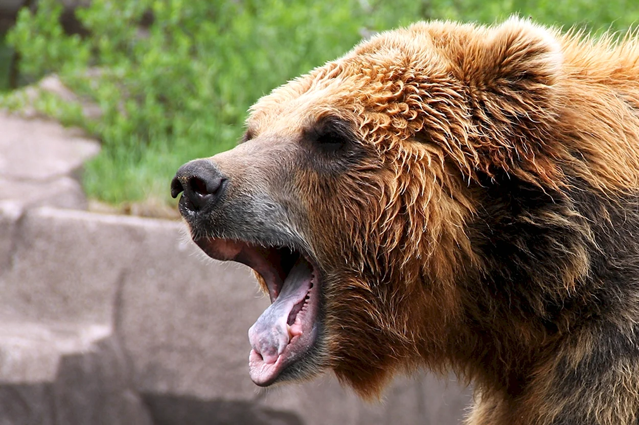 Бурый медведь рычит. Красивое животное