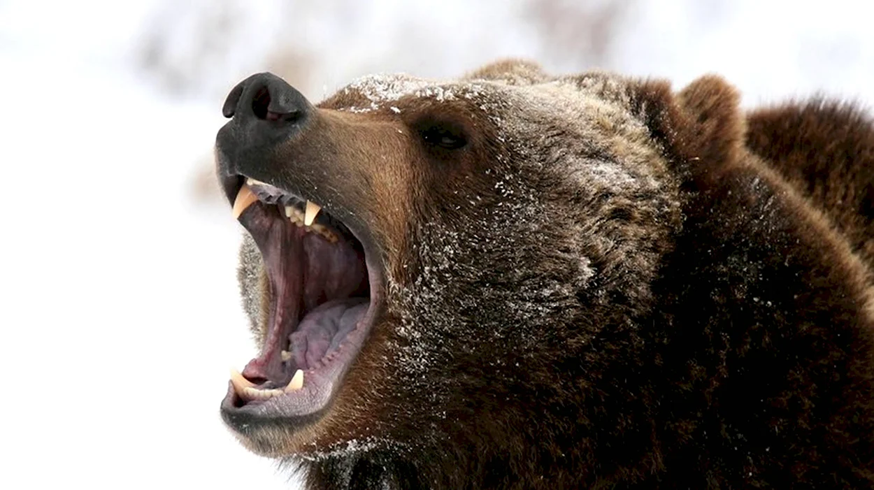 Бурый медведь рычит в тайге. Красивое животное