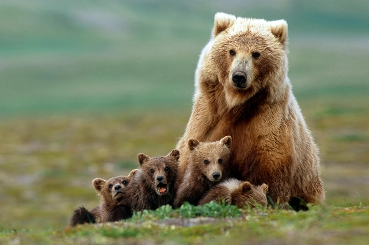 Бурый медведь с медвежатами. Поздравление
