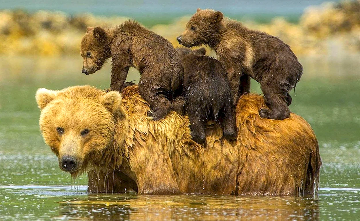Бурый медведь с медвежатами. Красивое животное